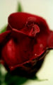 object - Red rose